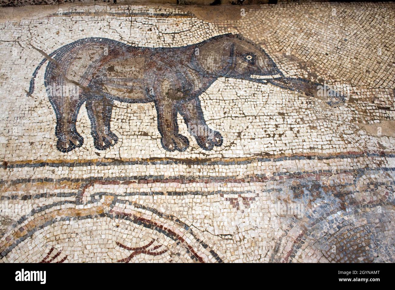 Mosaik von Elefantenvögeln Mosaic ist ein byzantinischer Mosaikboden, der in Caesarea, Israel, entdeckt wurde. Caesarea Maritima auch bekannt als Caesarea Palestinae Stockfoto