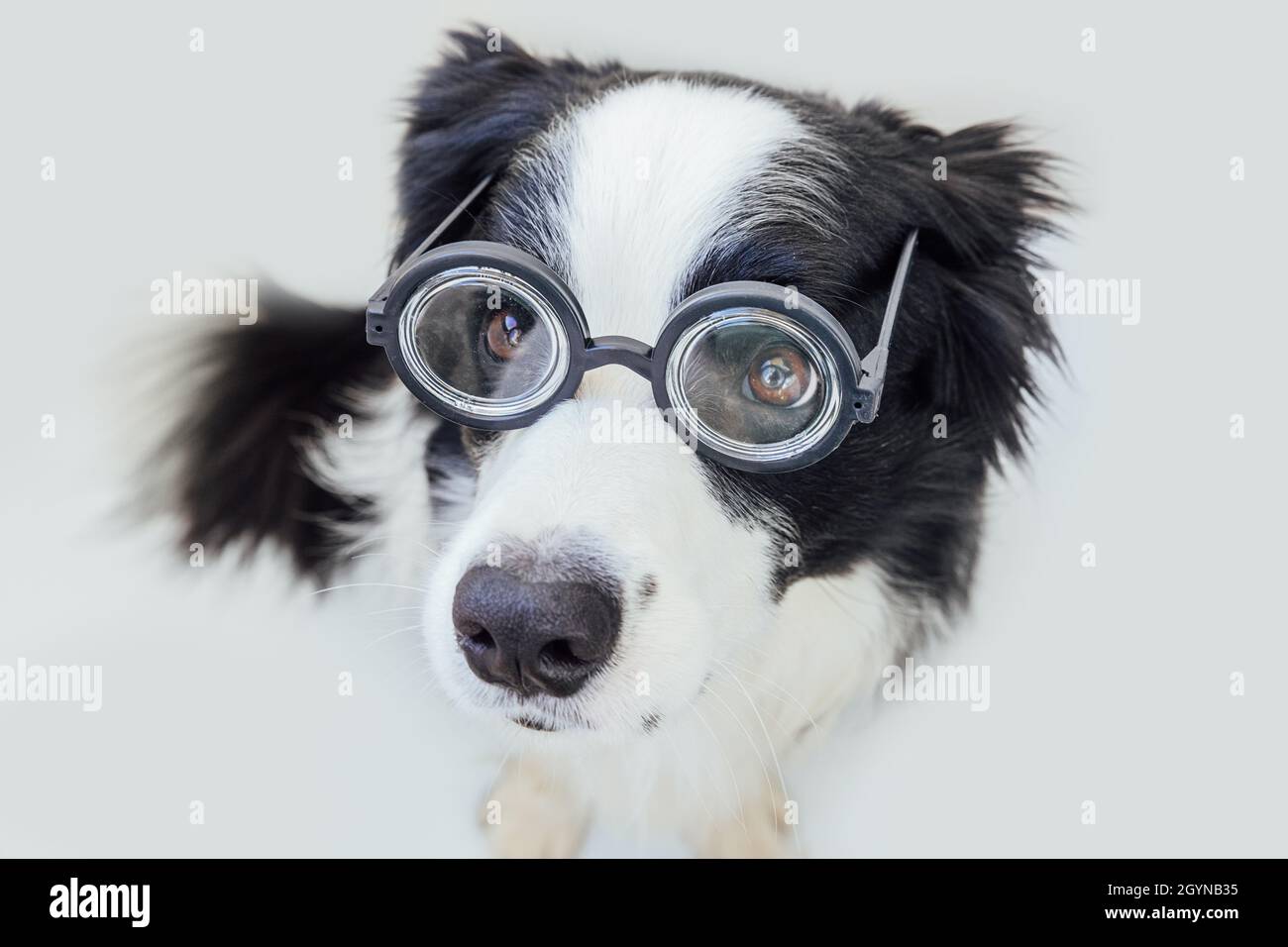 Lustige Porträt von Welpen Hund Grenze Collie in komischen Brillen isoliert auf weißem Hintergrund. Kleiner Hund, der in einer Brille starrt wie ein Professor Stockfoto