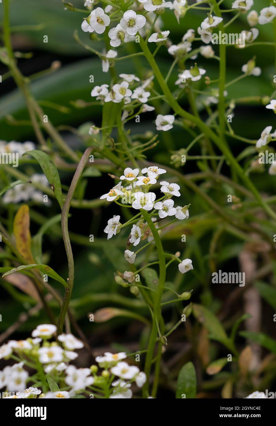 Zarte kleine weiße Wildblumen in Blüte Stockfotografie - Alamy