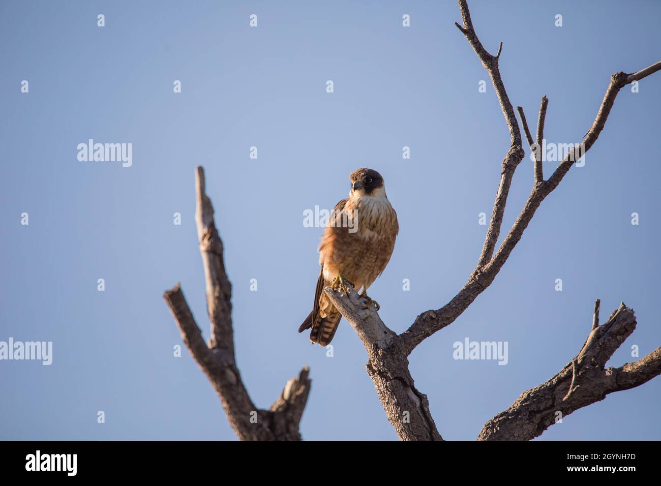 Australisches Hobby in einem Baum. Stockfoto