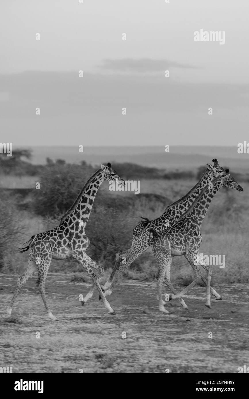 Begegnen Sie Wildtieren wie der Giraffe über die Oloitoktok Road und Mt. Kilimanjaro View - Amboseli National Park Stockfoto