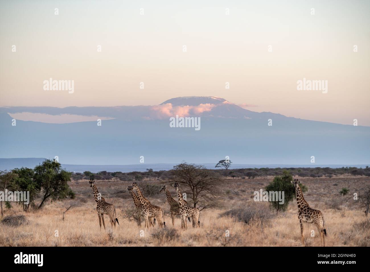 Begegnen Sie Wildtieren wie der Giraffe über die Oloitoktok Road und Mt. Kilimanjaro View - Amboseli National Park Stockfoto