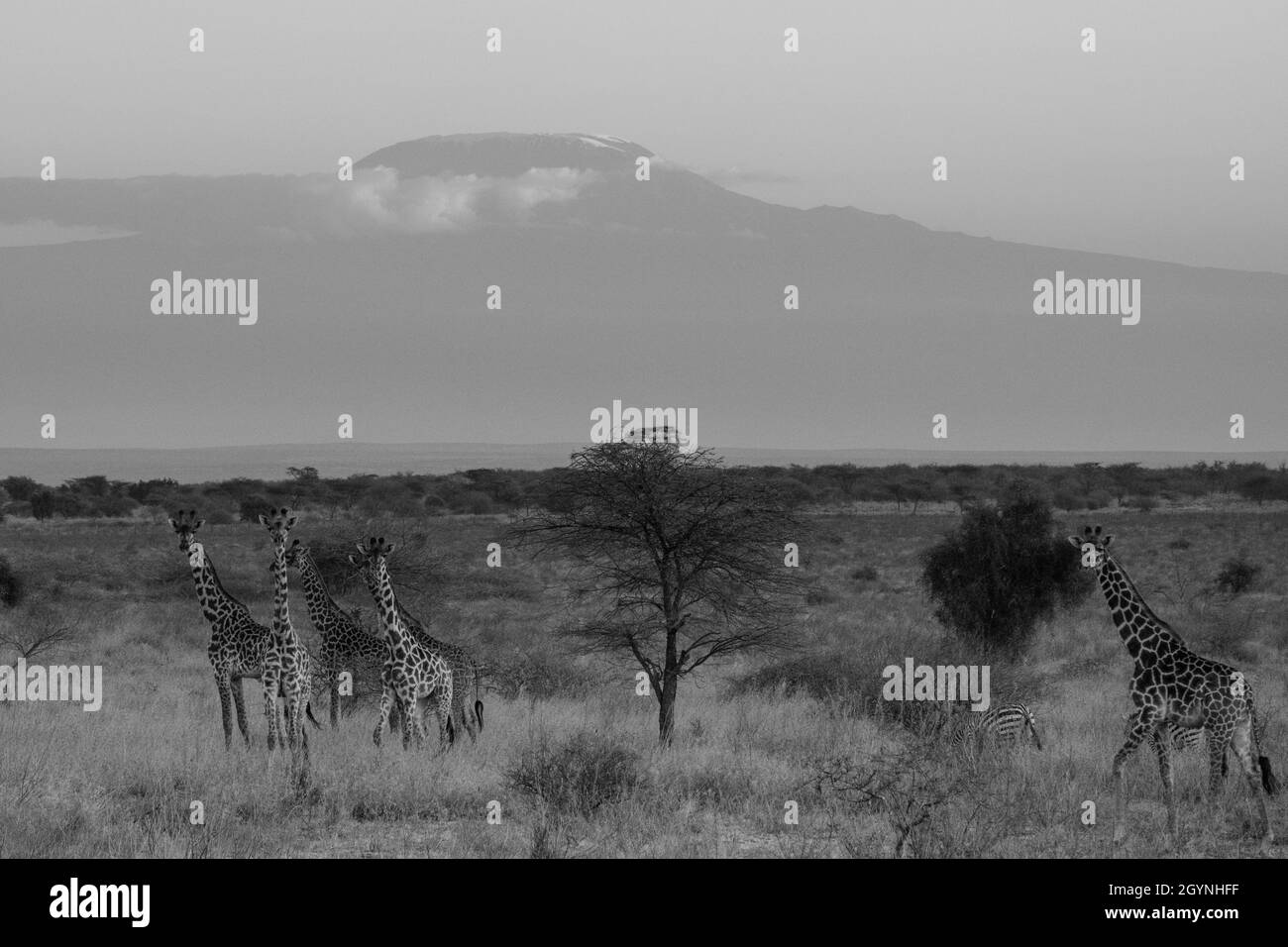 Begegnen Sie Wildtieren wie der Giraffe über die Oloitoktok Road und Mt. Kilimanjaro View - Amboseli National Park Stockfoto