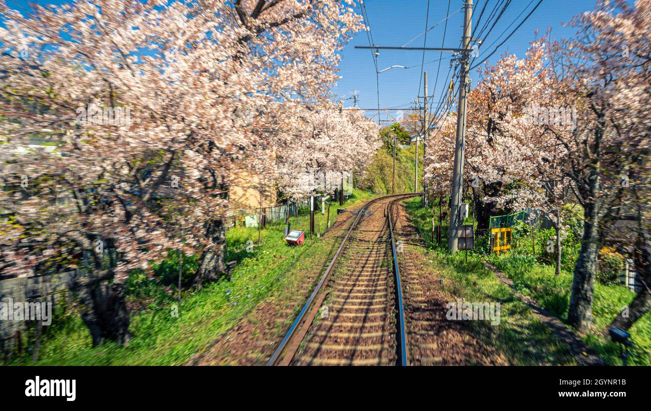 Japanischer Stadtzug von Kyoto, der im Frühling auf Bahngleisen mit blühenden Kirschblüten entlang der Eisenbahn fährt. Sakura Baum mit Eisenbahn lan Stockfoto