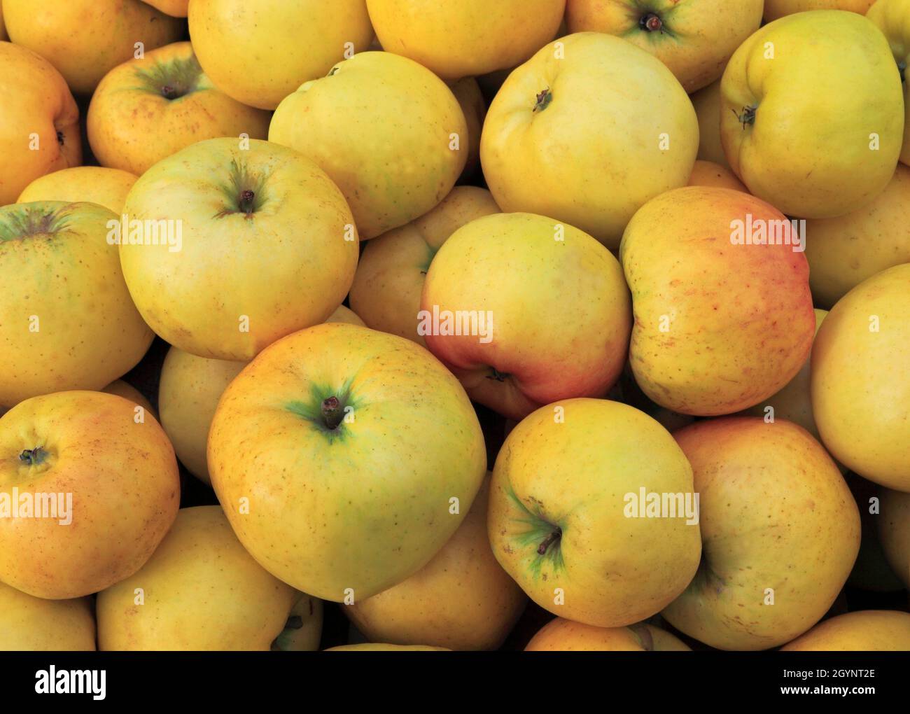 Apfel, Äpfel, 'Banns', Sorte, Hofladen, Display, Malus domestica, Obst, gesunde Ernährung Stockfoto