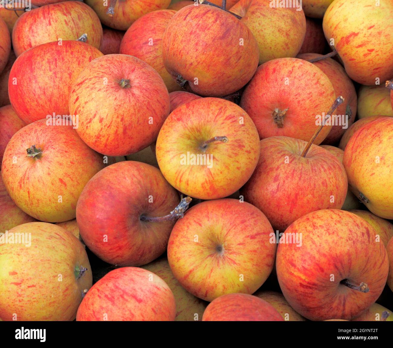 Apfel, Äpfel, 'Epicure', Malus domestica, Hofladen, Display, Obst, gesunde Ernährung Stockfoto