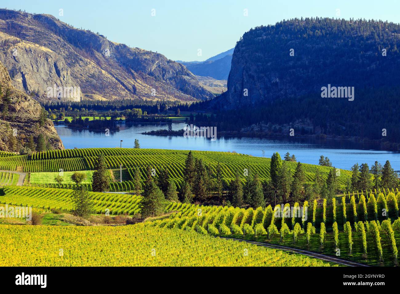 Blick auf den Blue Mountain Vineyard mit McIntyre Bluff und Vaseux Lake im Hintergrund im Okanagan Valley in Okanagan Falls, British Columbi Stockfoto