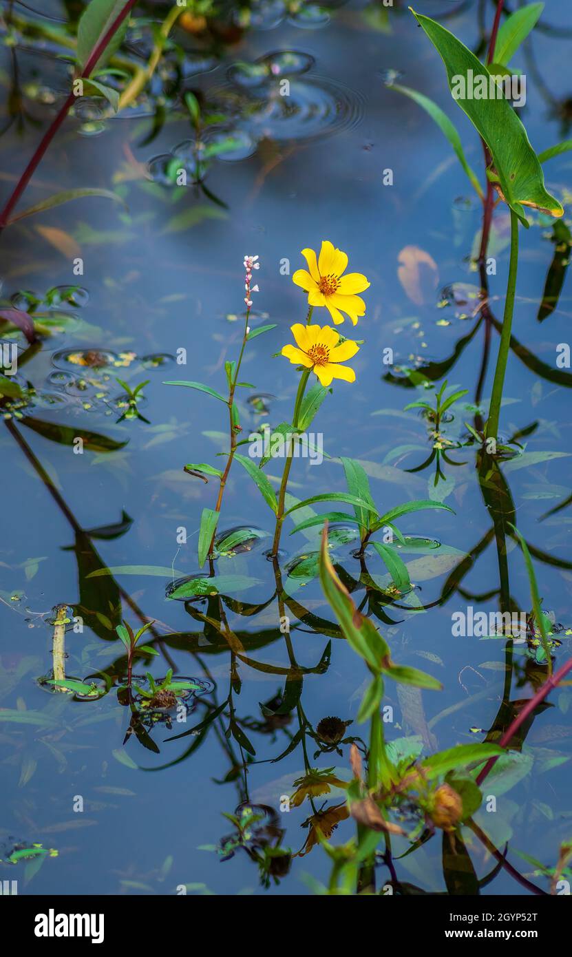 Sumpf-Smartweed (Persicaria hydropiperoides) und spanische Nadeln (Bidens bipinnata). Mass Audubon's Broadmoor Wildlife Sanctuary, MA Stockfoto