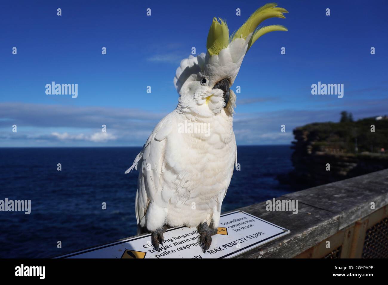 Kakadu überwacht einen Bereich ohne KLETTERSCHILD Stockfoto
