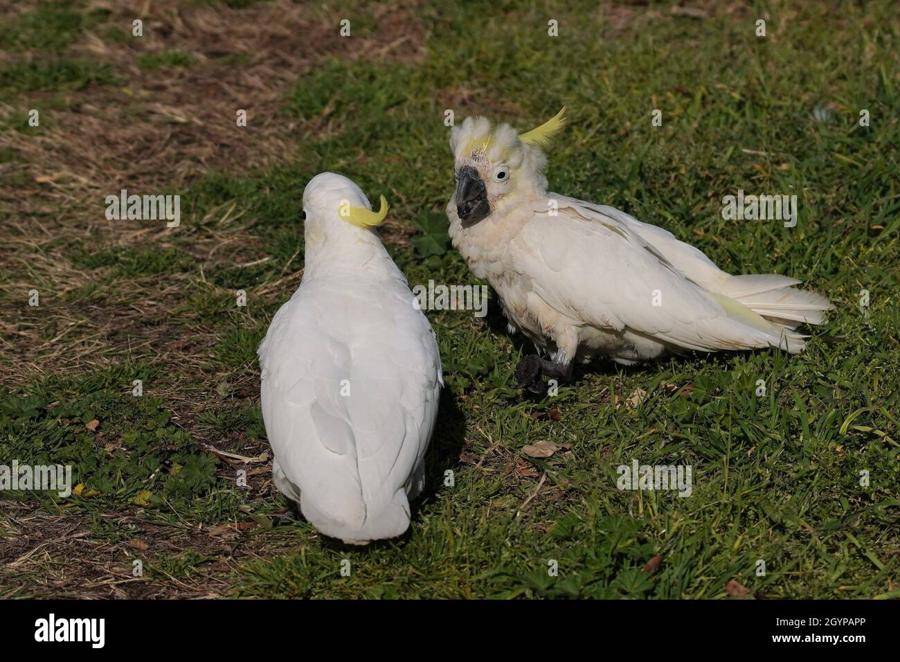 Kakadu mit Schnabel und Federkrankheit sitzt neben einem gesunden Vogel auf dem Boden Stockfoto