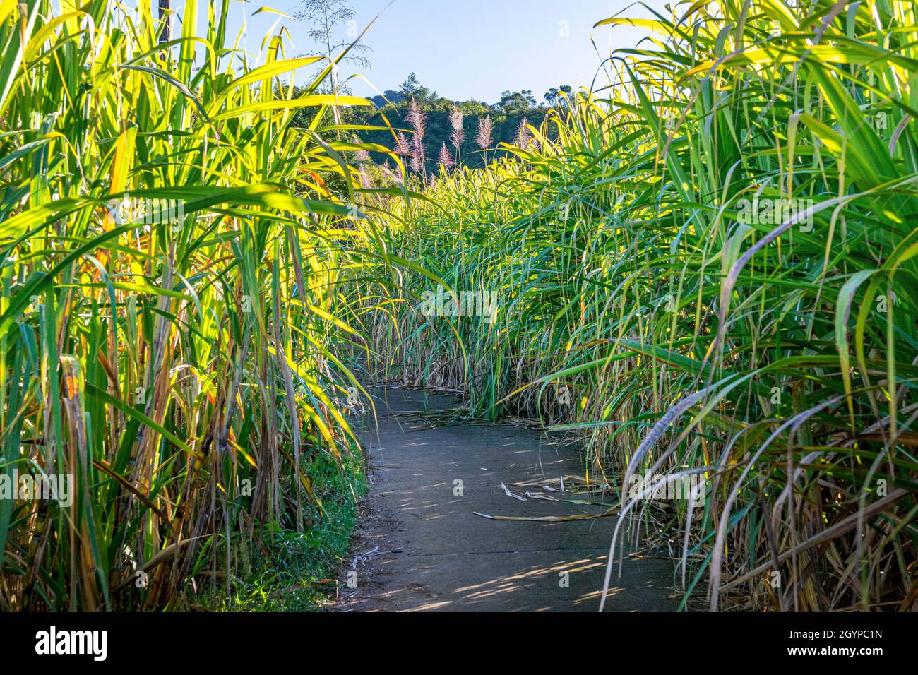 Traditioneller Rohrweg vor dem Abschneiden auf Reunion Island Stockfoto