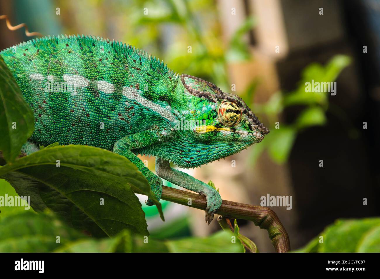 Grüner Panther-Chamaleon in der Natur auf Reunion Island Stockfoto