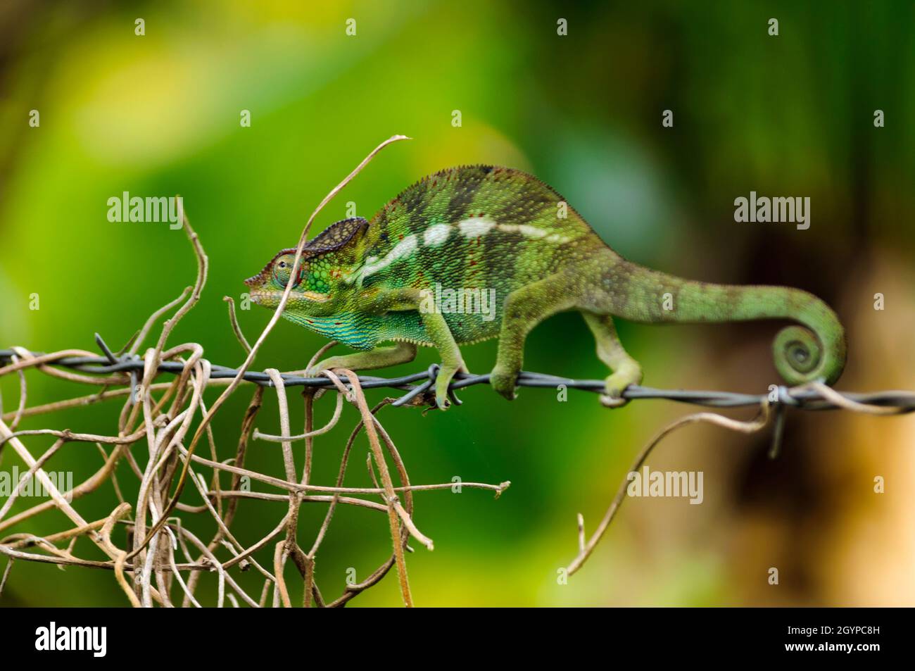 Grüner Panther-Chamaleon in der Natur auf Reunion Island Stockfoto