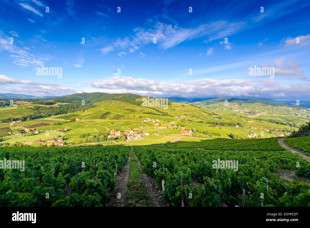 Paysages du Beaujolais autour du Mont Brouilly, Frankreich Stockfoto