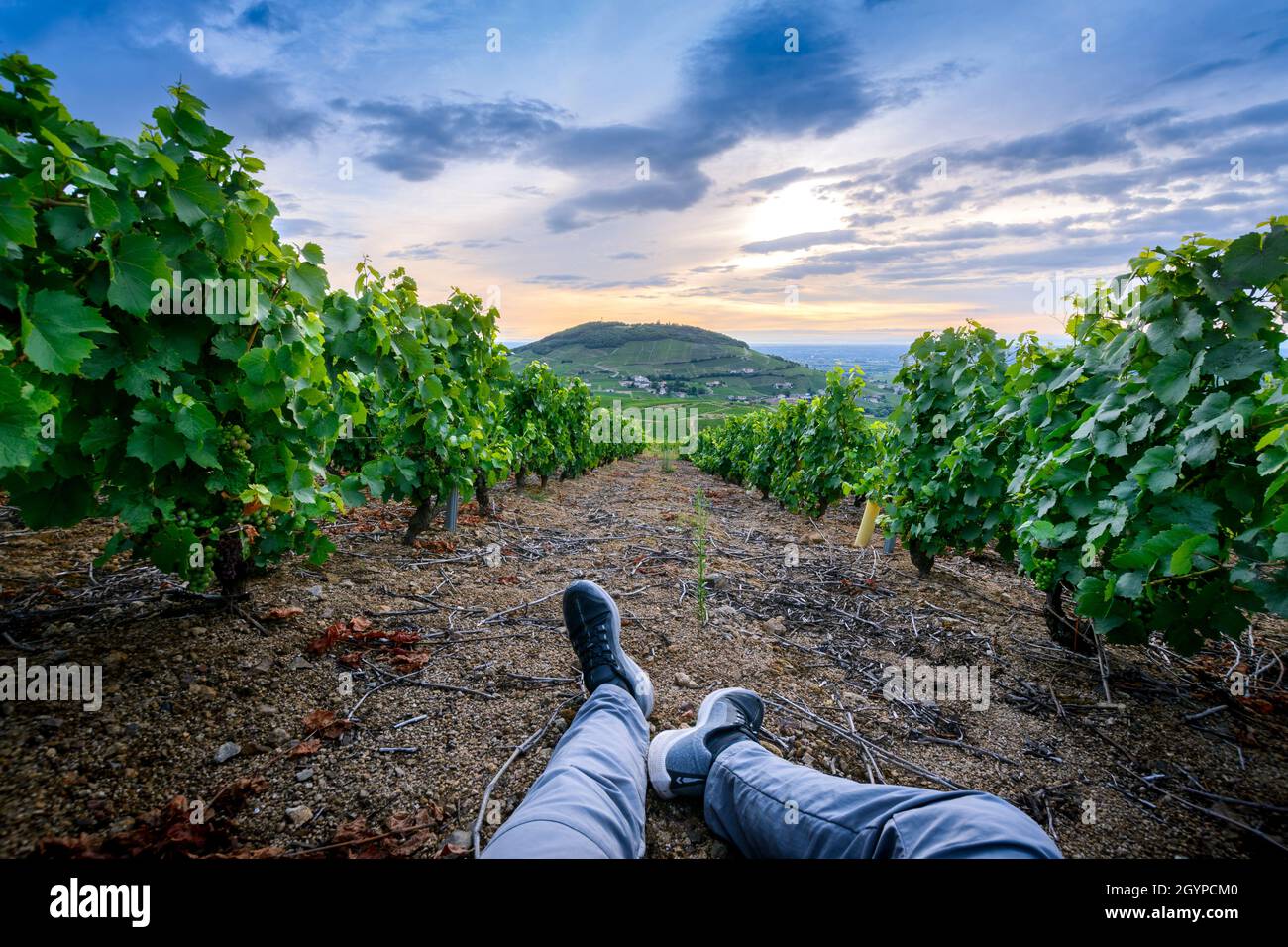 Pieds d'un randonneur dans les vignes autour du Mont Brouilly, Beaujolais, Frankreich Stockfoto