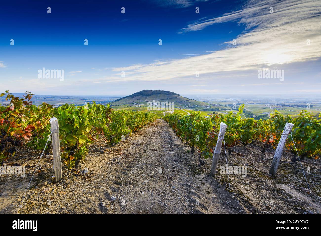 Blick auf den Mont Brouilly Hügel und die Weinberge des Beaujolais, Frankreich Stockfoto