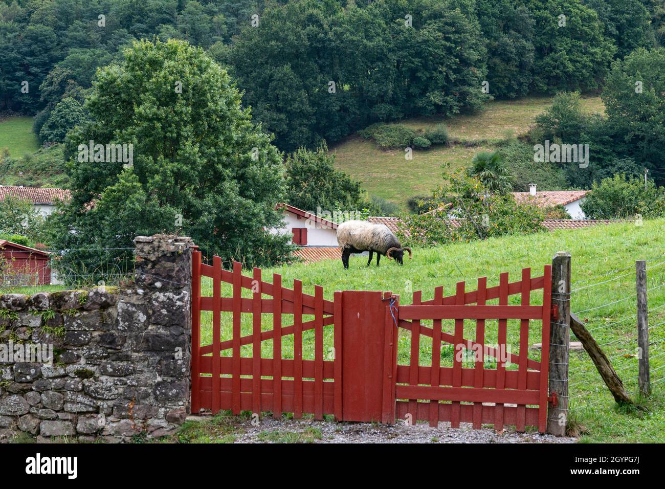 Schafe weiden auf einer Weide im ländlichen Dorf Bidarray; Pays Basque, Frankreich Stockfoto