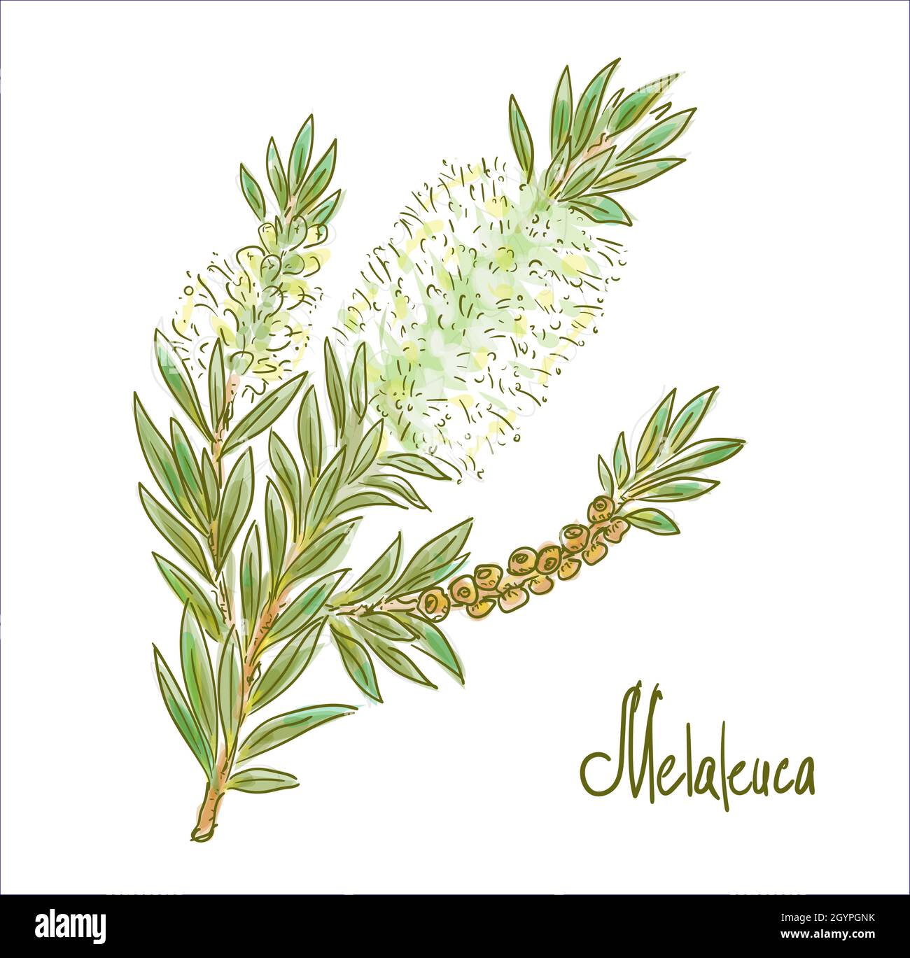 Melaleuca oder Paperbarks, Honigmyteln oder Teebäume. Vektorgrafik. Stock Vektor