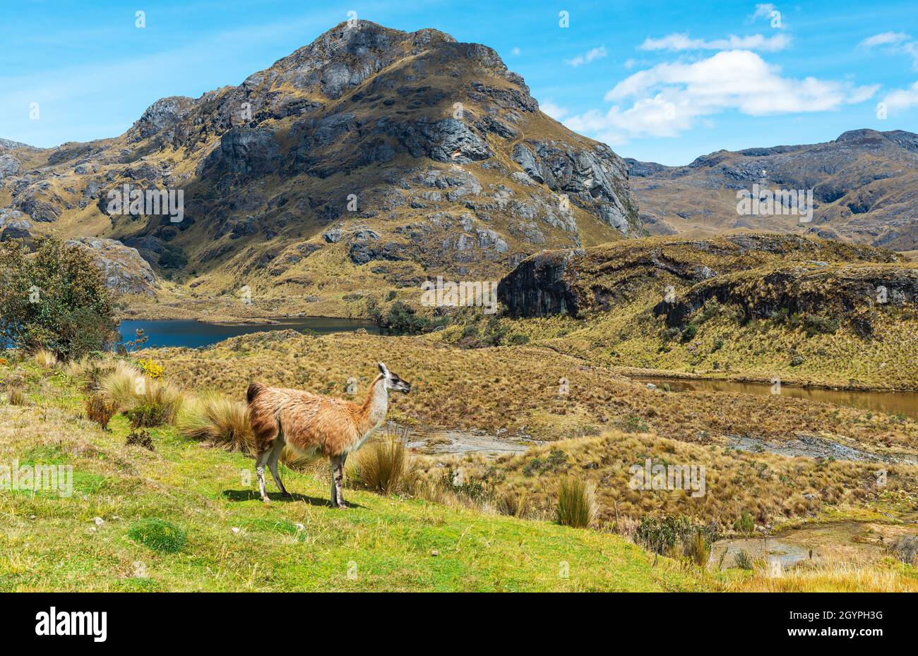 Lama (Lama glama) in der Andenlandschaft, Nationalpark der Cas, Cuenca, Ecuador. Stockfoto