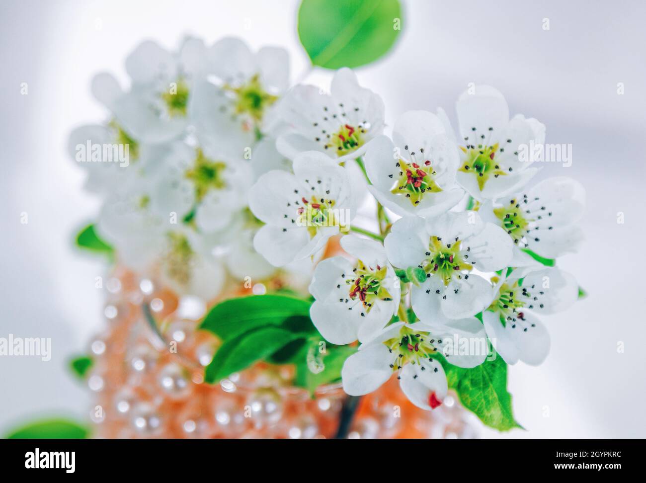 Schöner blühender Birnenbaum Zweig mit weißen Blüten in einem Glas mit rosa Perlenperlen. Stockfoto