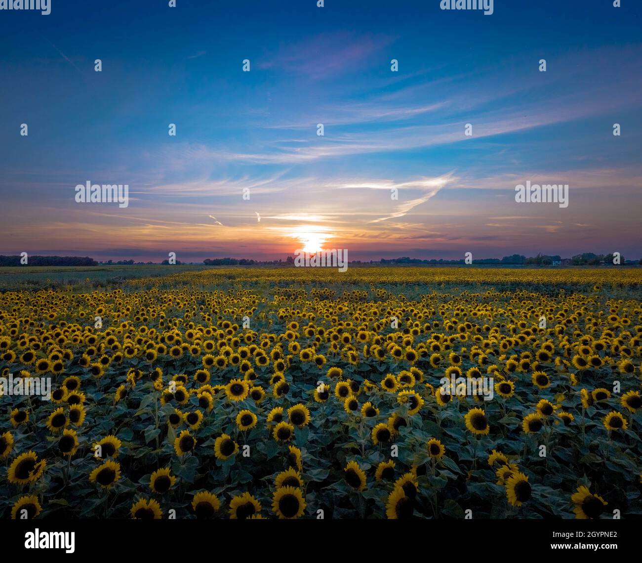 Niedrige Luftaufnahme eines Feldes von Sonnenblumen, soweit das Auge bis zu einem goldenen Sonnenuntergang unter einem blauen Himmel mit einem Kirchturm am Horizont sehen kann Stockfoto
