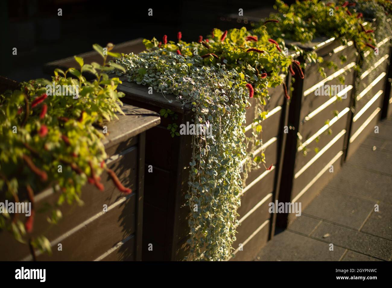 Pflanzen in Töpfen auf einer hölzernen Hecke. Grüne Pflanzen im Außenbereich  des Restaurants Stockfotografie - Alamy