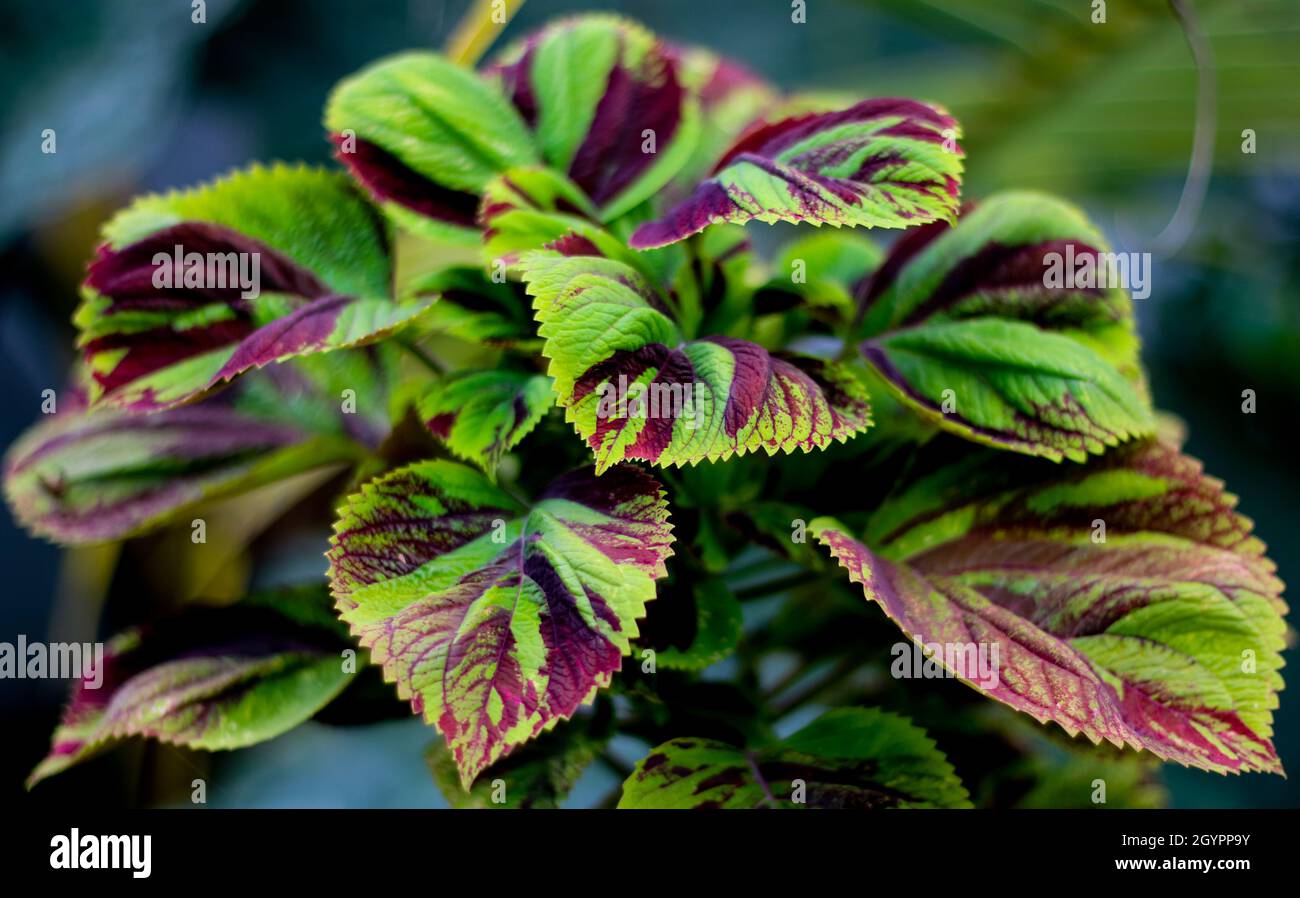 Die weißen Blüten, die blühen, sind angenehm für das Auge, was das Herz beruhigt Stockfoto