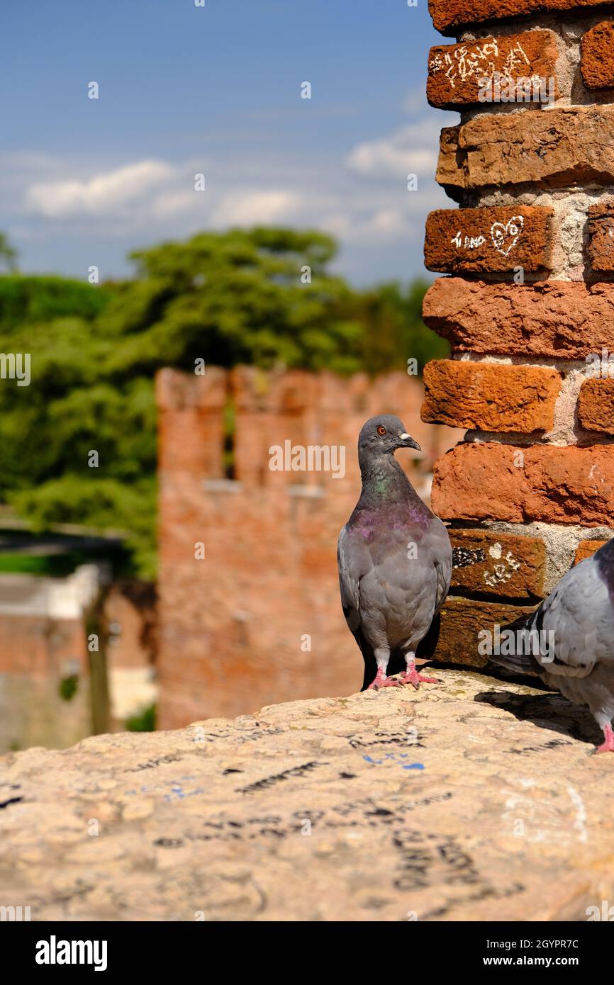 Verona Pigeon Stockfoto