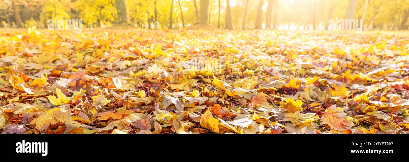 Orangefarbene Herbstblätter, natürlicher Hintergrund im Park mit Sonnenstrahlen Stockfoto