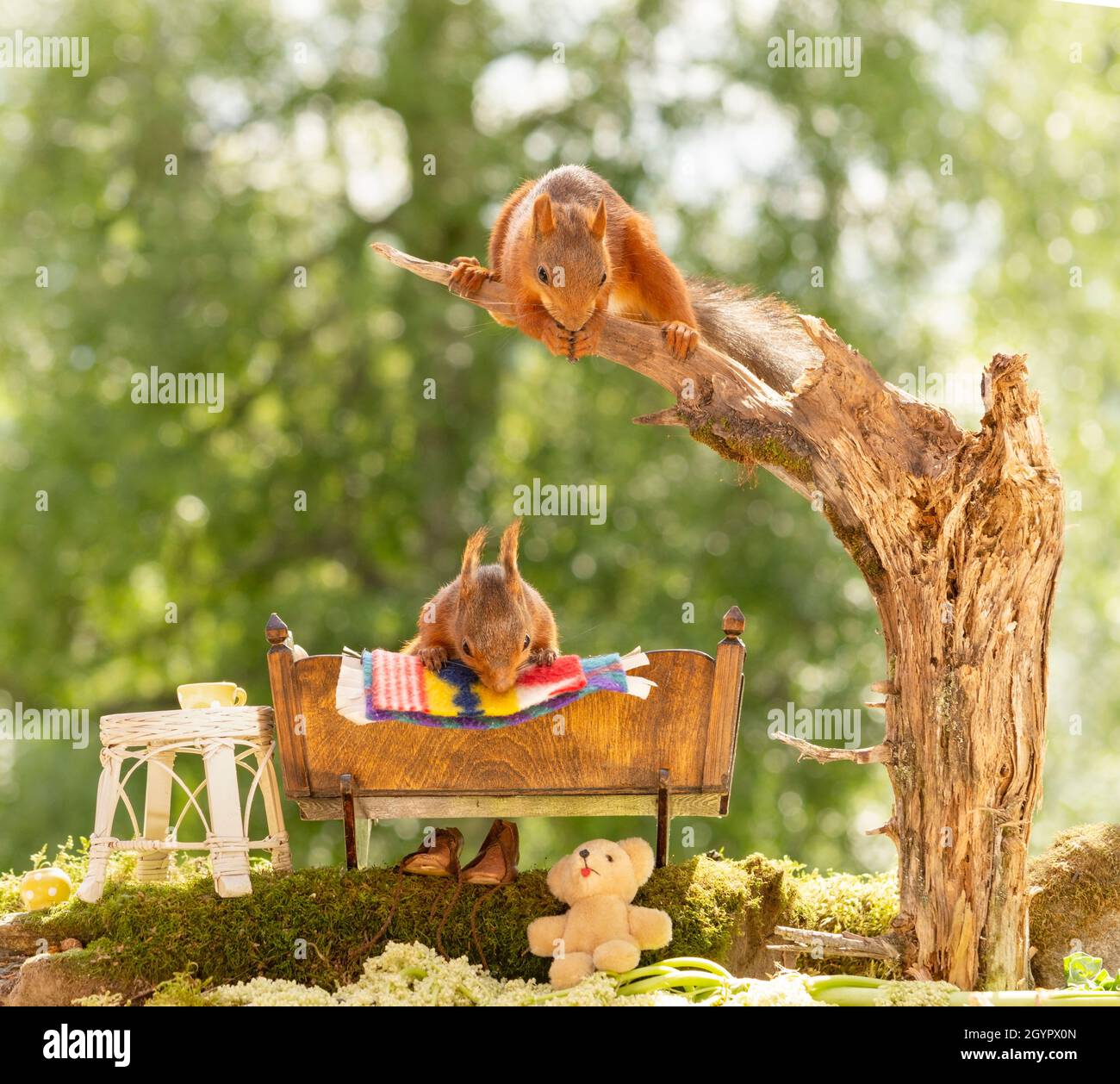 Rotes Eichhörnchen schaut aus einem Bett mit Eichhörnchen in einem Baum Stockfoto
