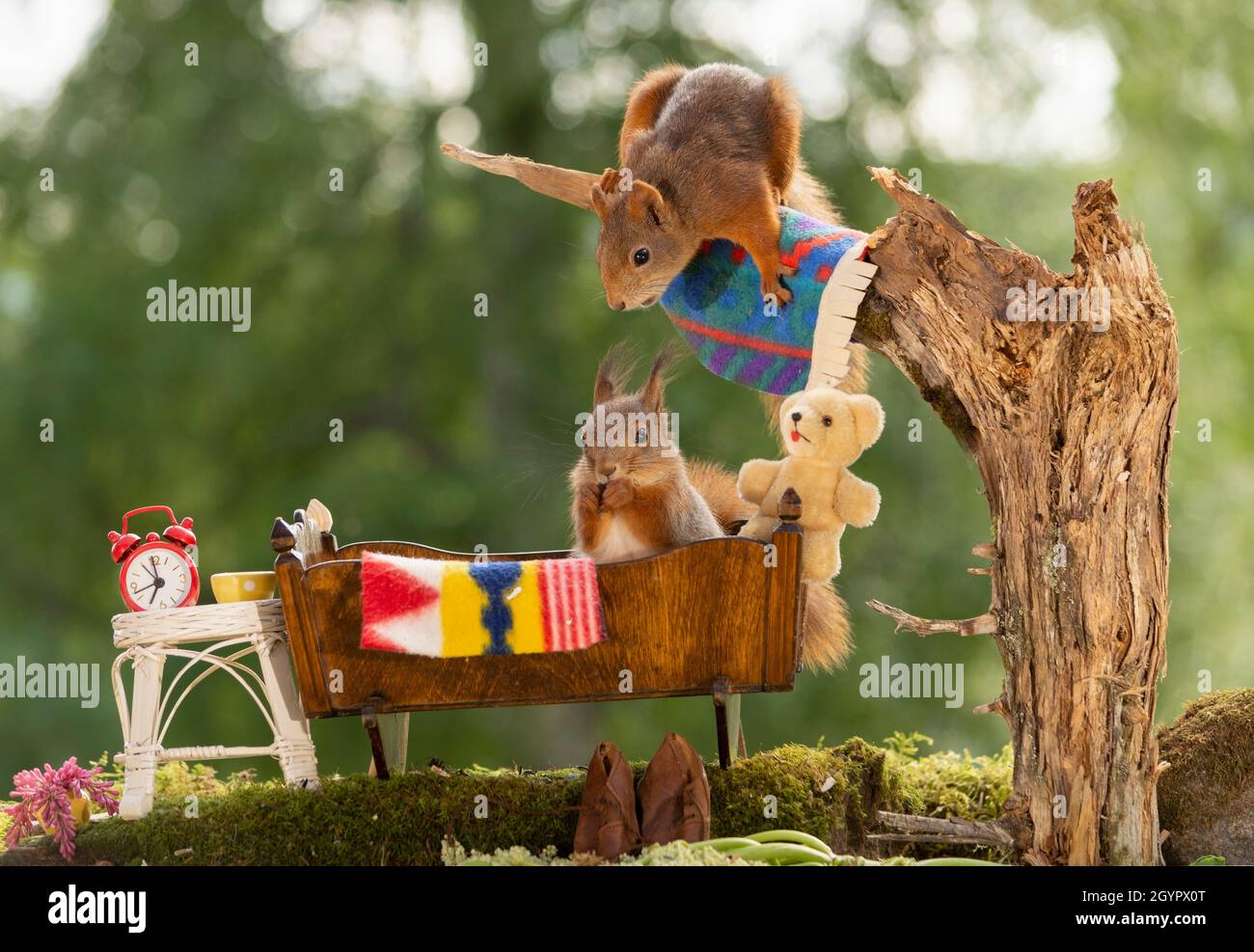 Rotes Eichhörnchen schaut in ein Bett mit Eichhörnchen hinunter Stockfoto