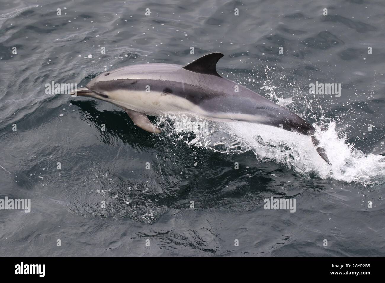 Gewöhnlicher Delphin springt in britischen Gewässern Stockfoto