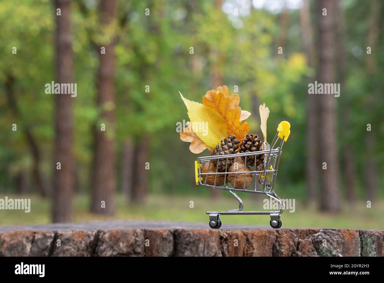 Nahaufnahme eines Mini-Einkaufswagens mit Walnüssen, einem Pinienkegel und Eichenblättern, die auf einem Baumstumpf vor einem verschwommenen Herbstwaldhintergrund stehen. Wi Stockfoto