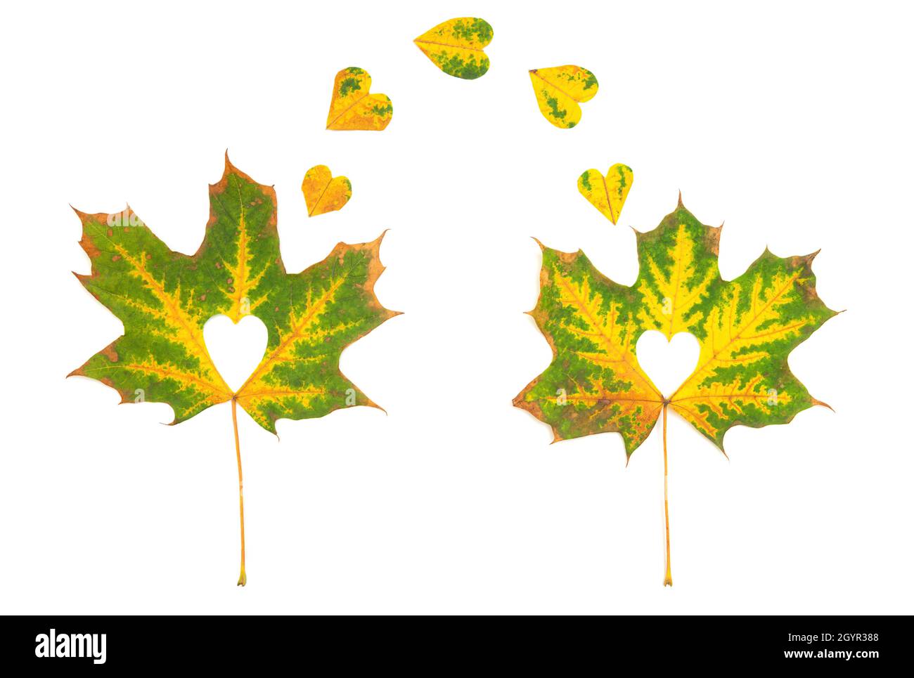 Zwei Ahornblätter mit ausgeschnittenen Herzformen isoliert auf Weiß. Romantisches Herbstkonzept. Stockfoto