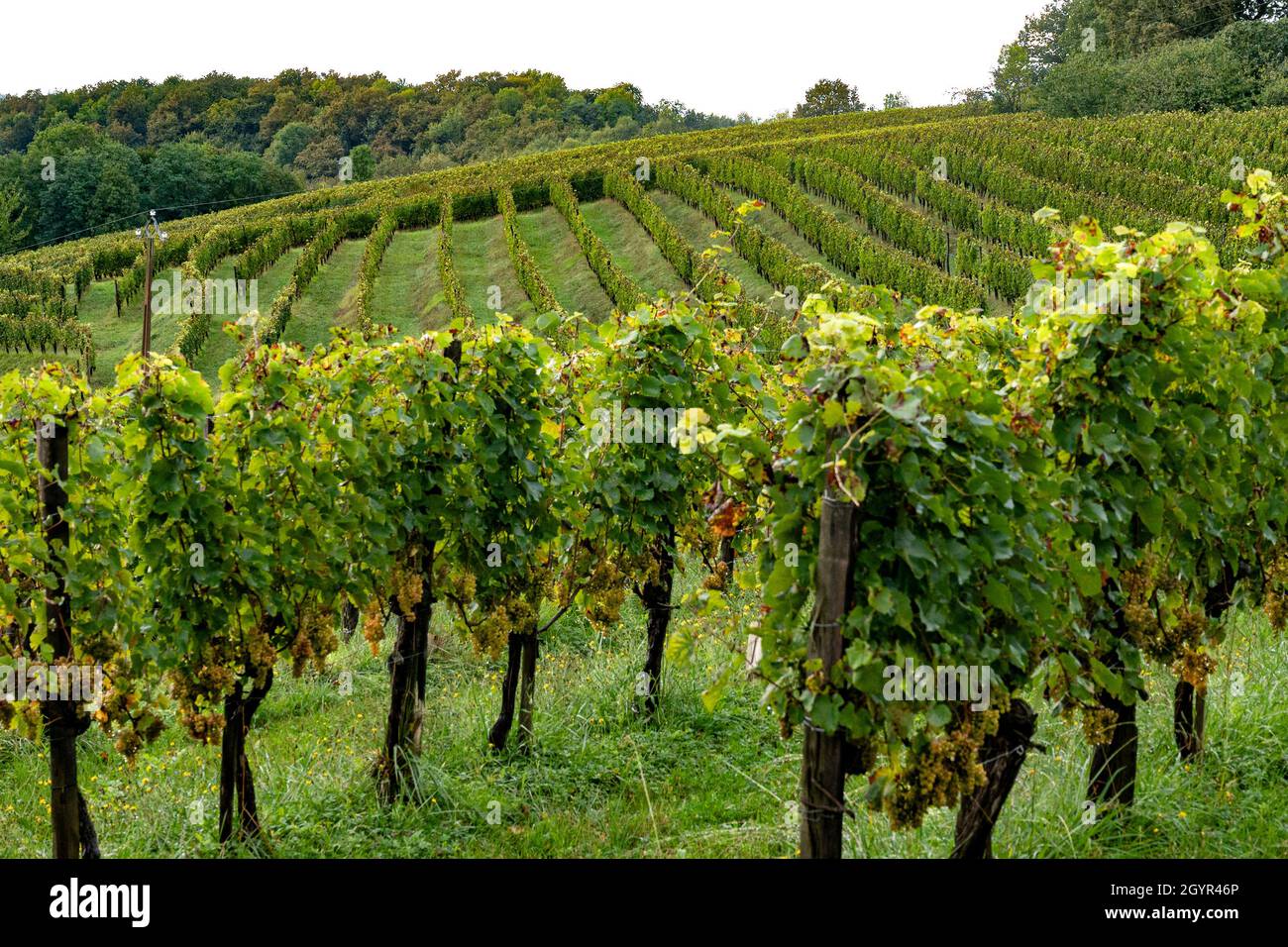 Die Reben der AOC Jurançon im Béarn, Südfrankreich Stockfoto