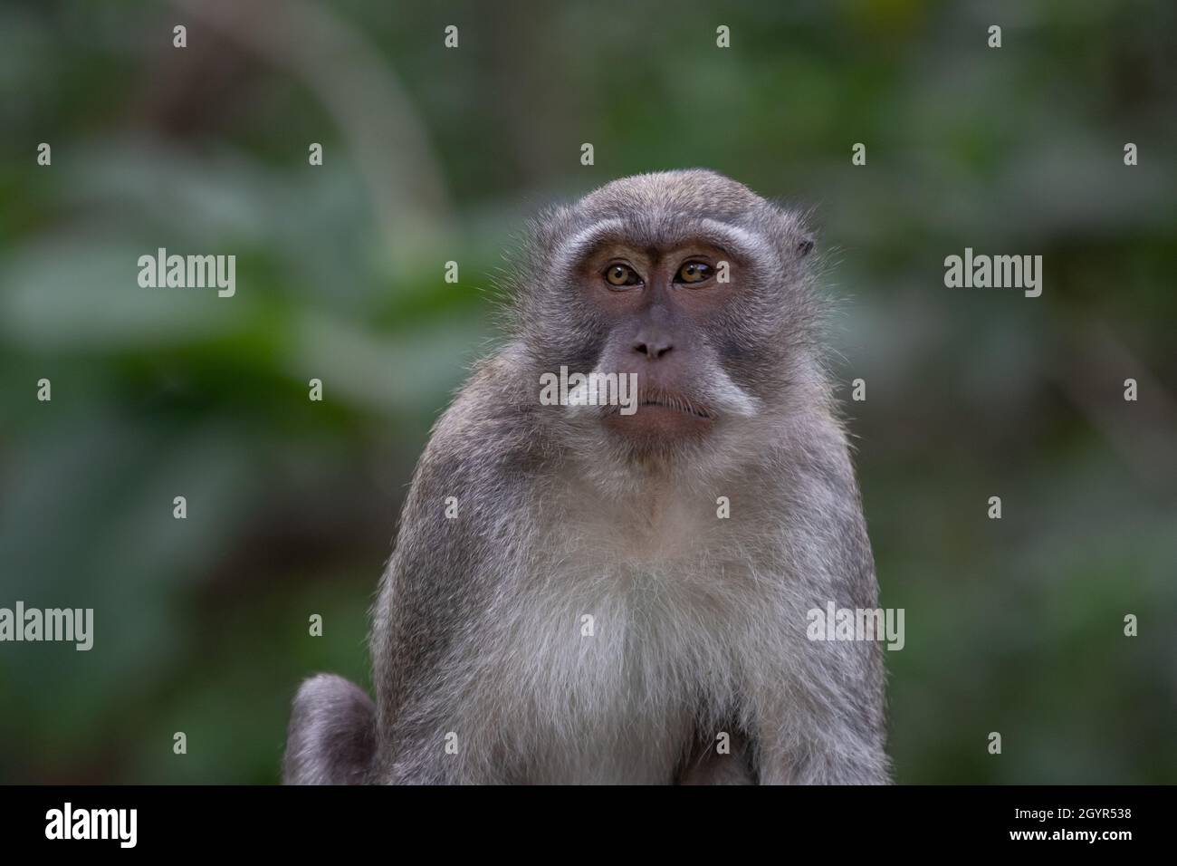Horizontale Aufnahme von grauem Makaken mit einem traurigen Gesicht Stockfoto