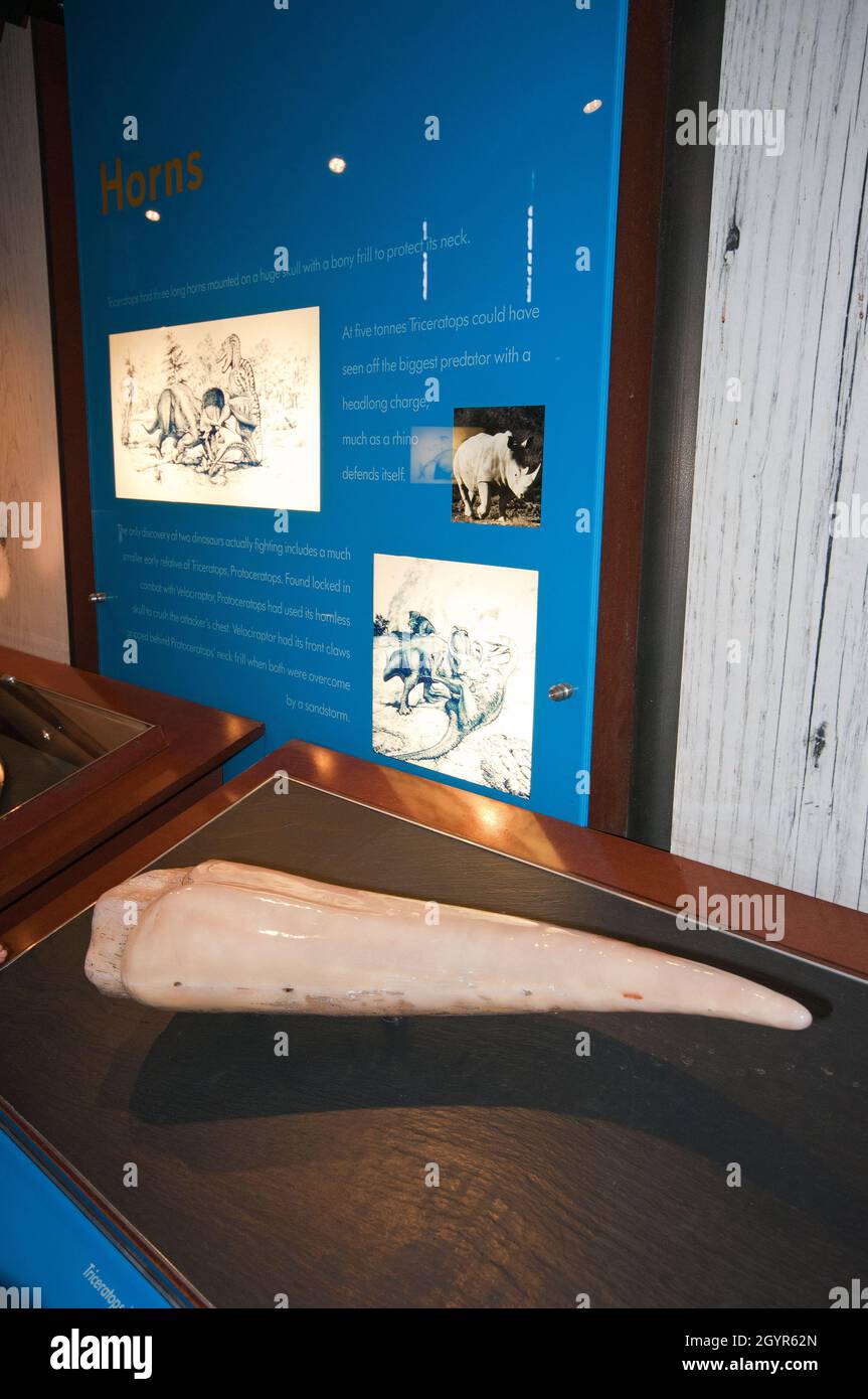 Triceratops Horn im Natural History Museum, South Kensington, London, England Stockfoto