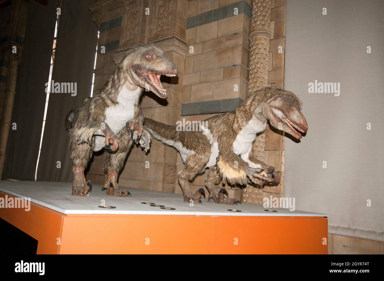 Animatronics Deinonychus (Therapieformen) in der Dinosaurs-Galerie, Natural History Museum, South Kensingston, London, England Stockfoto