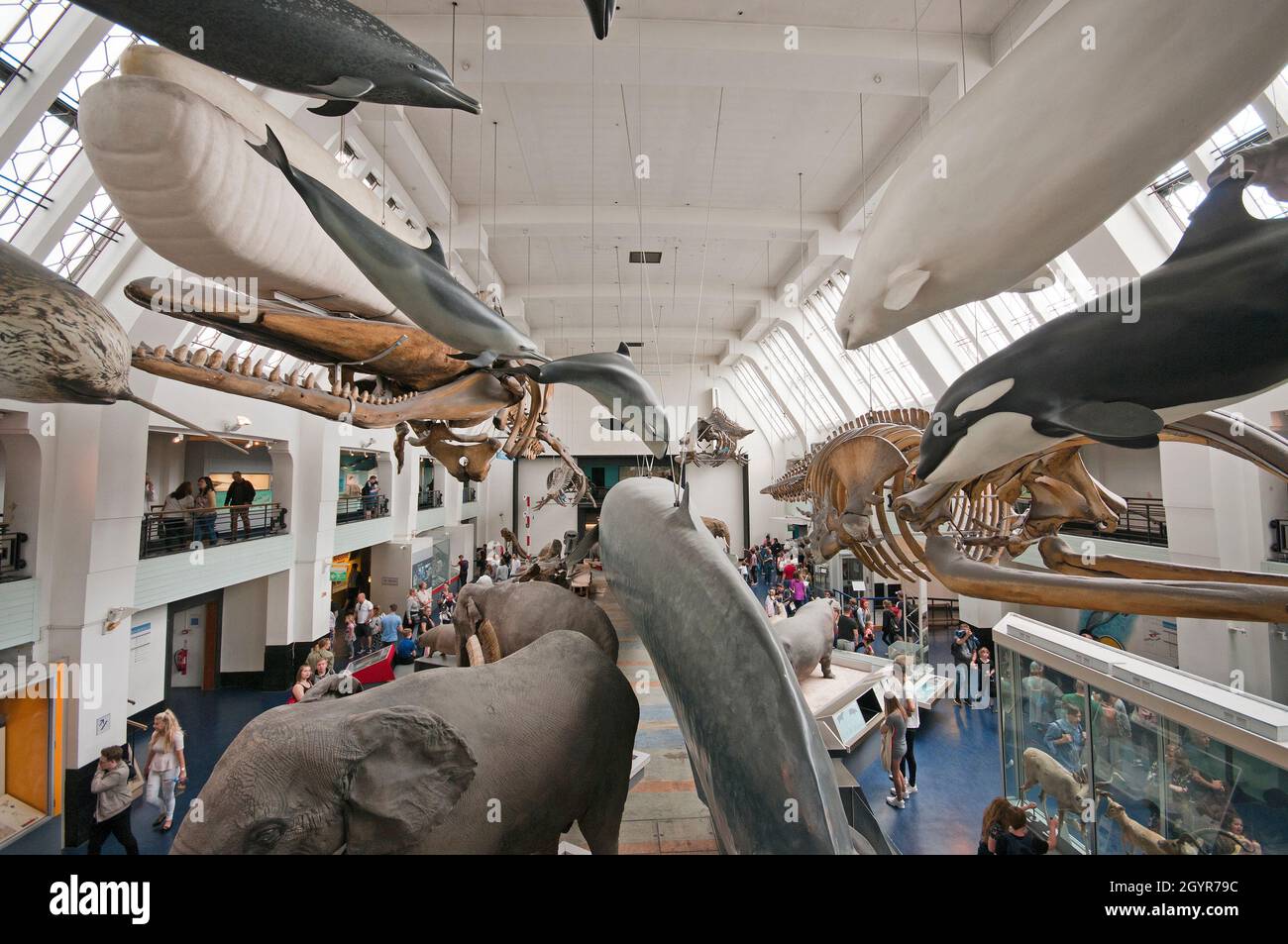 Säugetierhalle im Natural History Museum, South Kensington, London, England Stockfoto