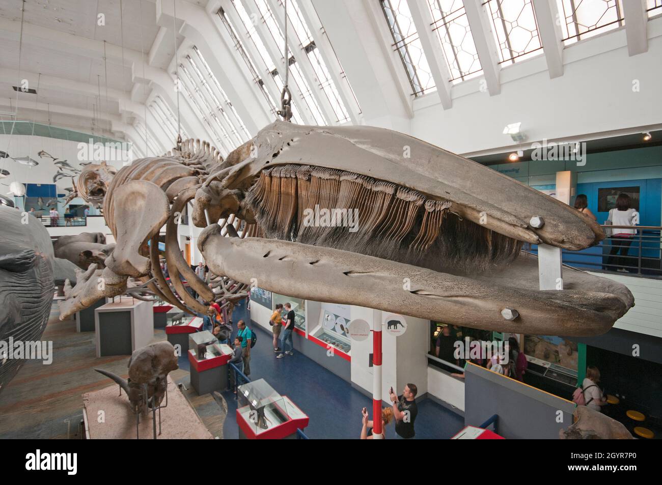 Grauwal-Skelett (Eschrichtius robustus) in der Säugetierhalle des Natural History Museum, South Kensington, London, England Stockfoto