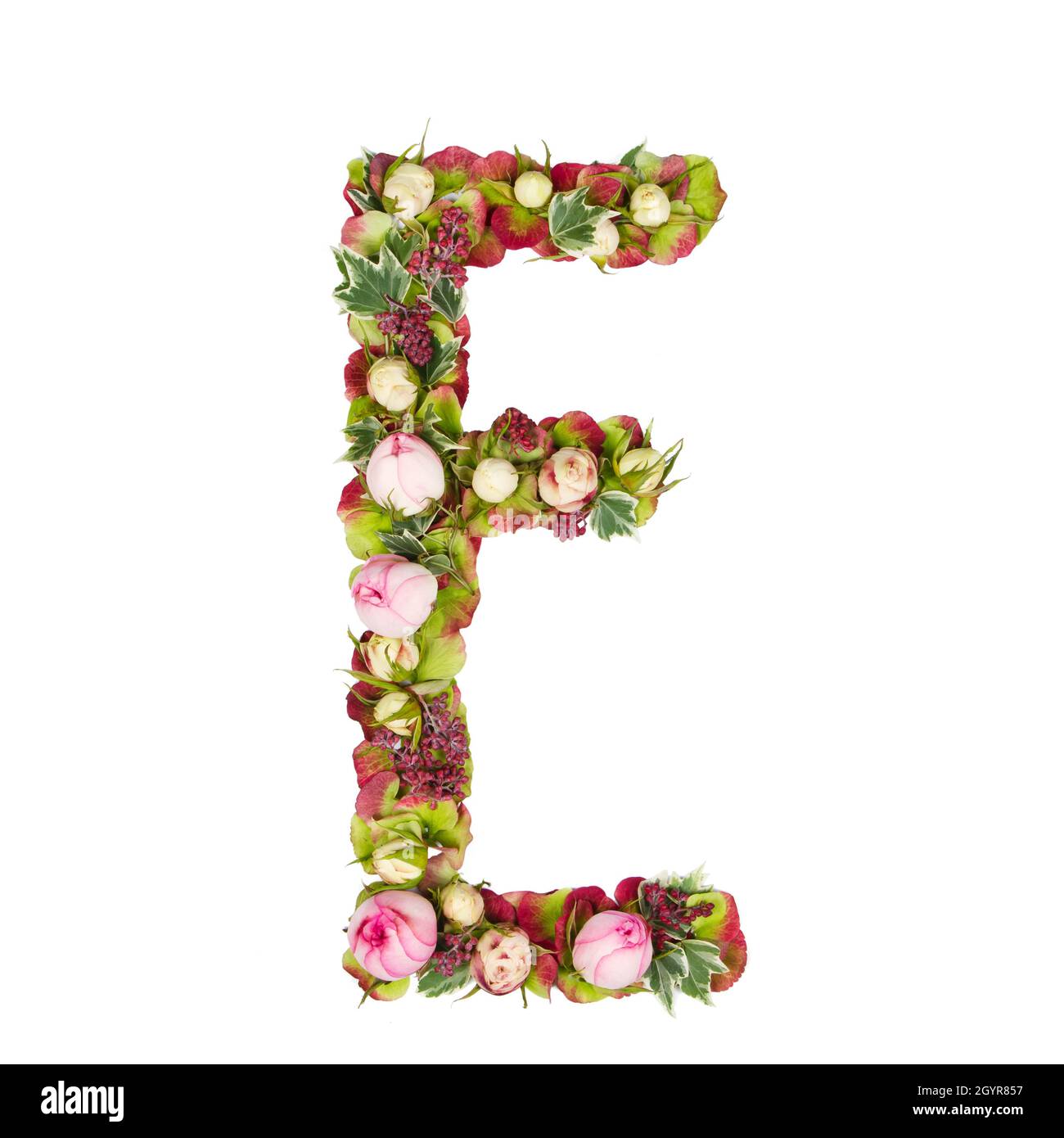 Großbuchstabe E Teil eines Satzes von Buchstaben, Zahlen und Symbolen des Alphabets mit Blumen, Zweigen und Blättern auf weißem Hintergrund Stockfoto
