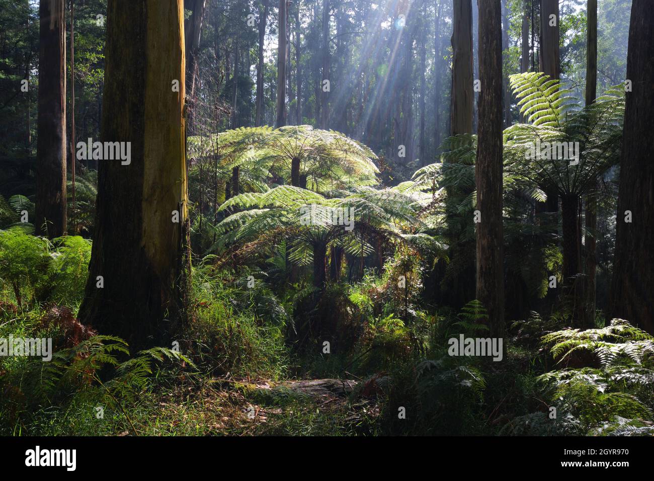 Im Rampenlicht Stockfoto