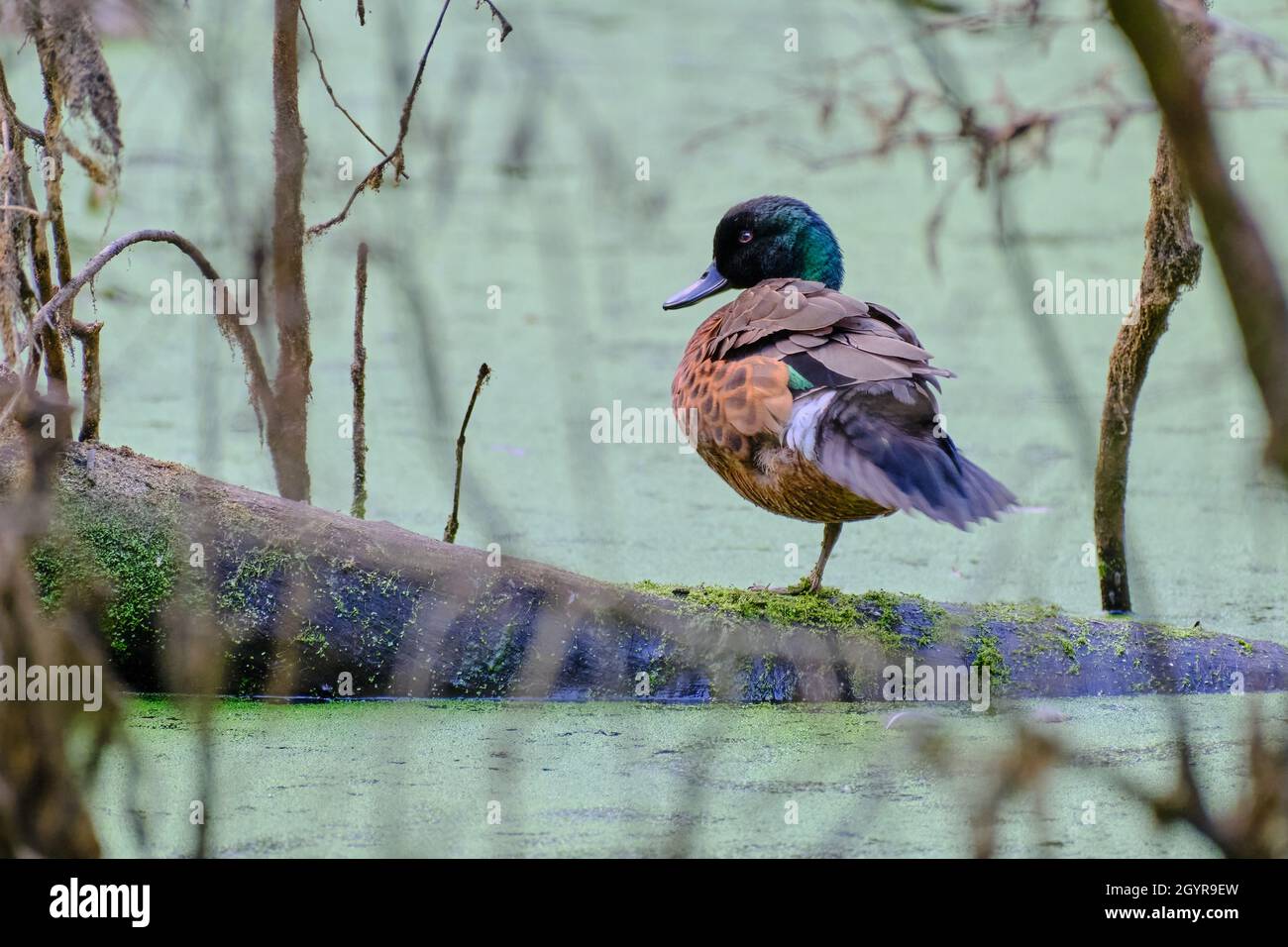 Wer Braucht Zwei Beine? Stockfoto