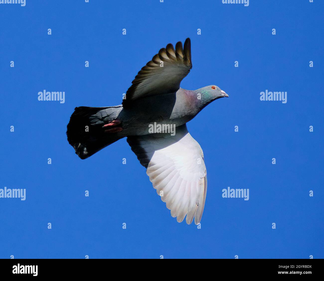 Rock Dove Oben Stockfoto Rock Dove Oben Stockfoto