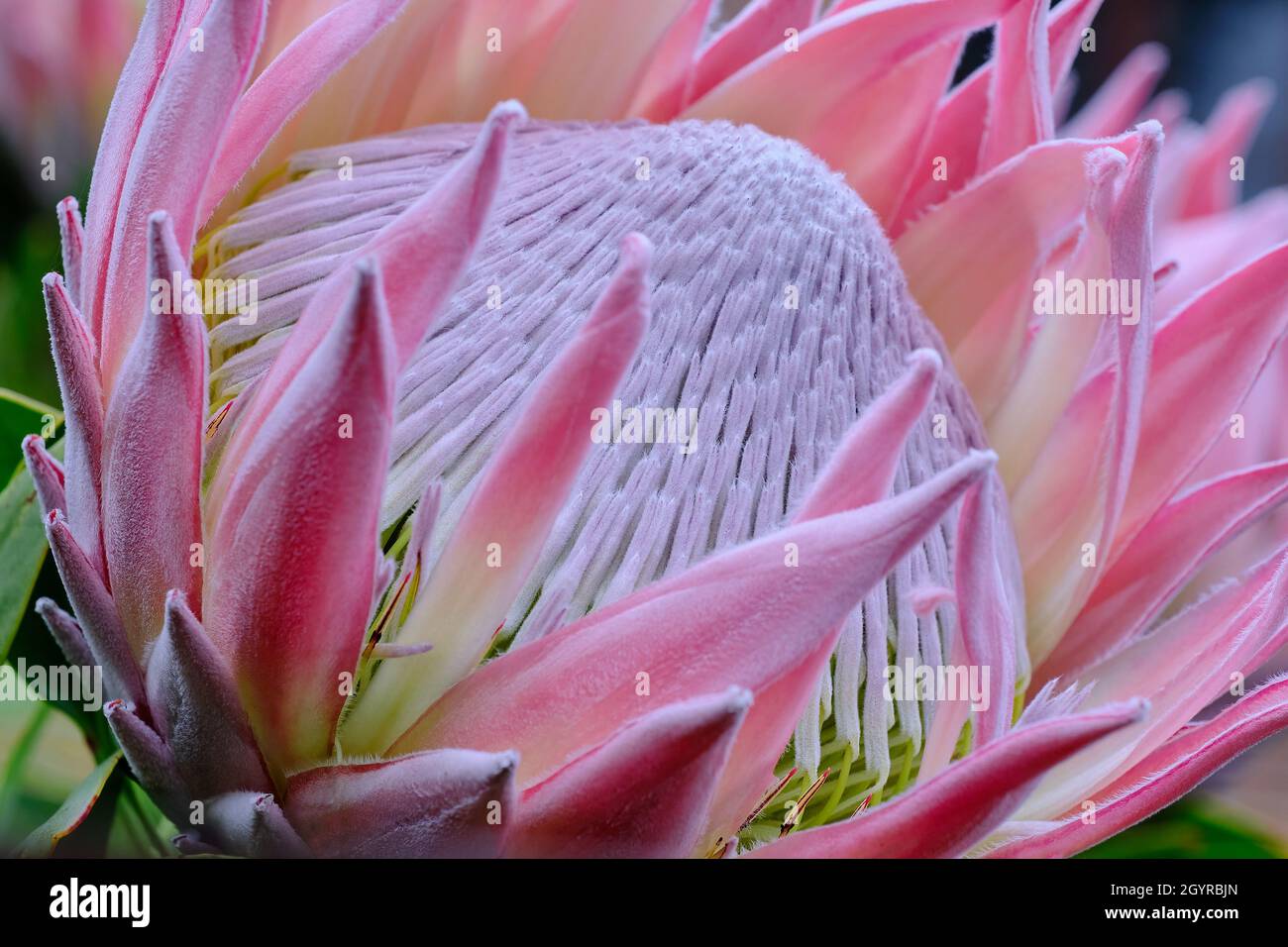 King Pink Stockfoto
