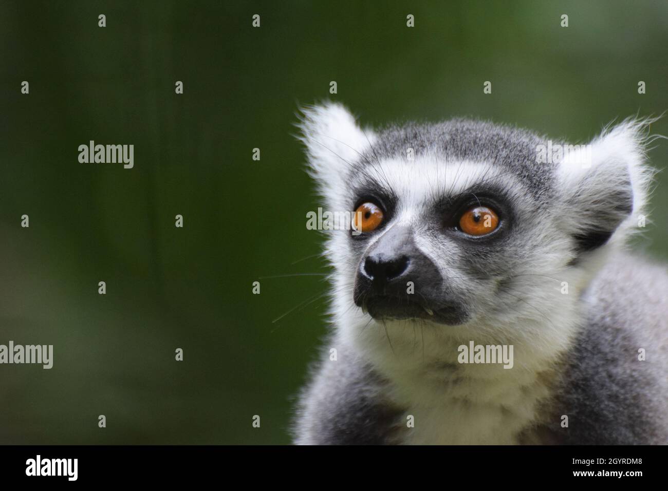 Ein Nahaufnahme des Kopfes und Gesichts des Ringelschwanzlemurs (Lemur catta). Der Ficus ist auf den markanten bernsteinfarbenen Augen und es gibt Platz für Kopien Stockfoto