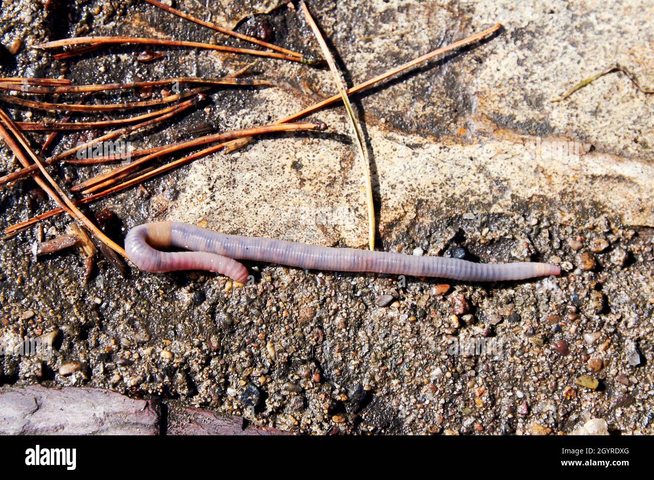 Regenwurm erklimmt den schlammigen Boden im Garten. Tiere in freier Wildbahn Stockfoto