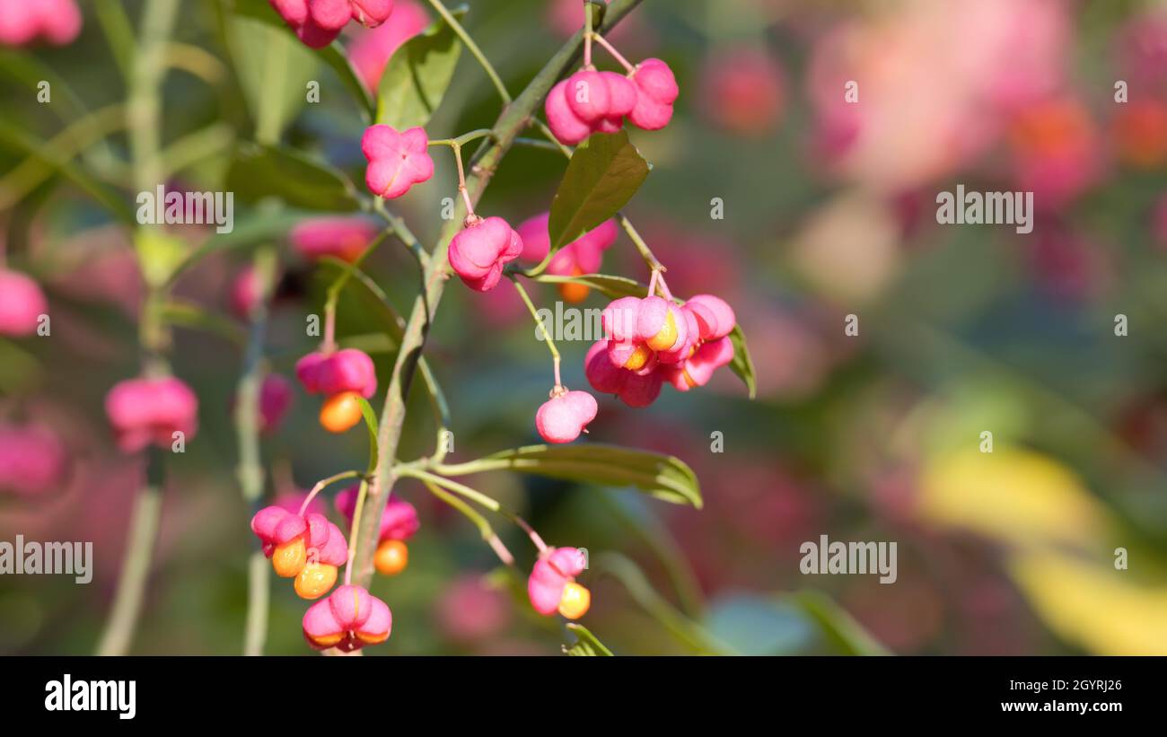 Rosafarbene Frucht auf europäischem oder gewöhnlicher Spindelbaum Stockfoto