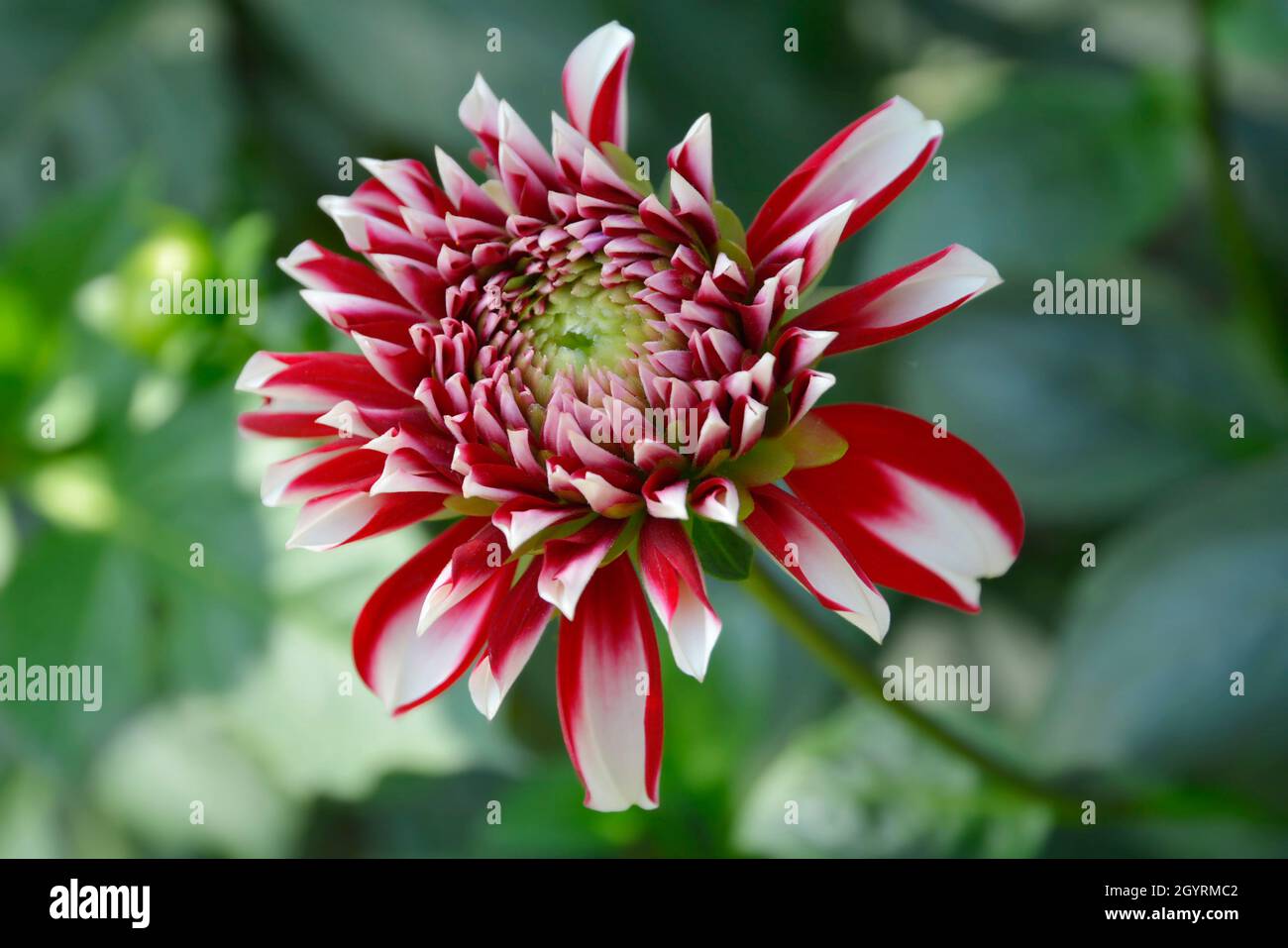 Wunderschöne Form und Farbe der Dahlia Blume in schönem Hintergrund Stockfoto