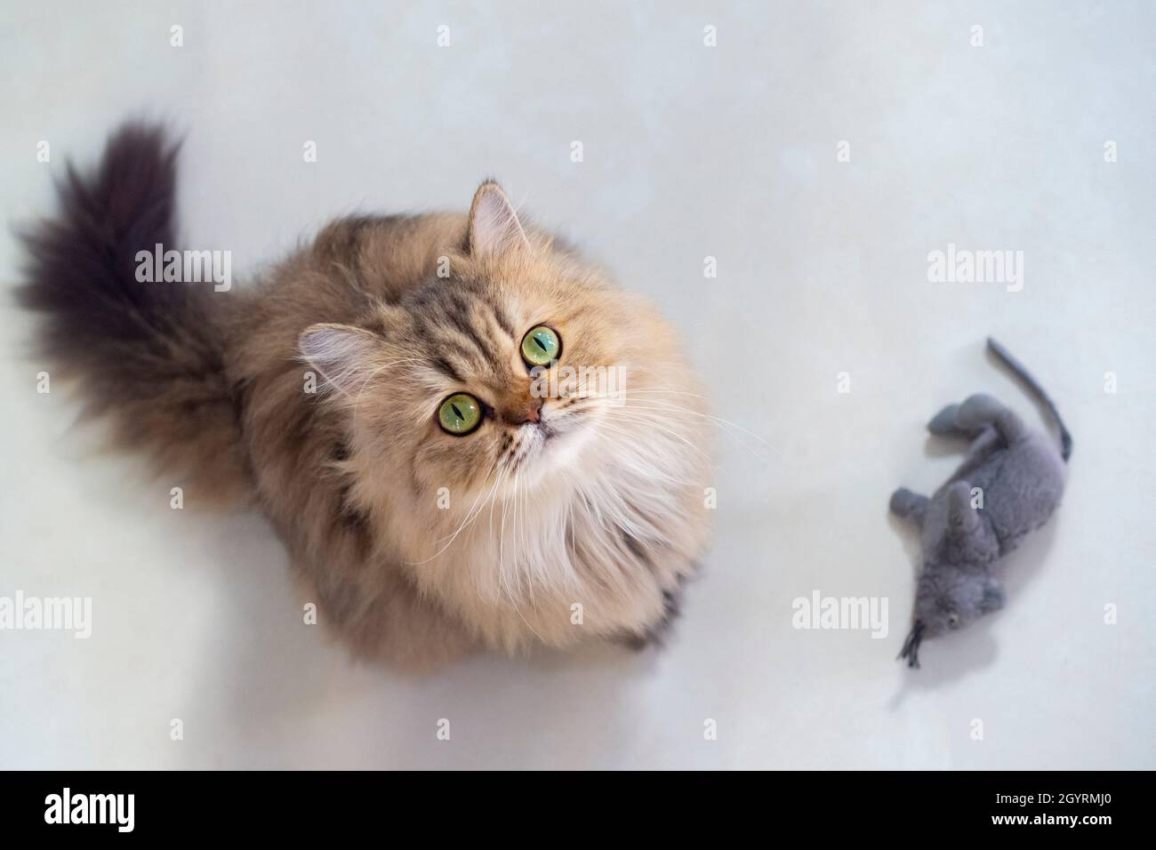 Draufsicht auf niedliche glückliche britische Langhaar-Chinchilla-perserkätzchen Katze steht neben Mausspuppe und schaut auf die Kamera Besitzer und bat um Tierfutter Stockfoto